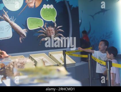 HANGZHOU, CHINA - AUGUST 16, 2023 - Visitors view various Marine animal specimens at the Nature Museum in Zhejiang province, East China's Zhejiang pro Stock Photo