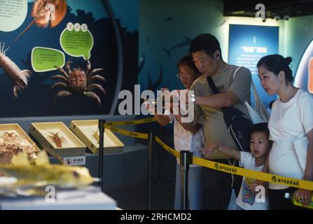 HANGZHOU, CHINA - AUGUST 16, 2023 - Visitors and parents look at various Marine animal specimens at the Nature Museum in Zhejiang province, East China Stock Photo