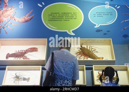 HANGZHOU, CHINA - AUGUST 16, 2023 - Visitors and parents look at various lobster specimens at the Nature Museum in Zhejiang province, East China's Zhe Stock Photo