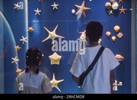 HANGZHOU, CHINA - AUGUST 16, 2023 - Visitors view various specimens of starfish and shellfish at the Nature Museum in Zhejiang province, East China's Stock Photo