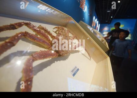 HANGZHOU, CHINA - AUGUST 16, 2023 - Visitors view a specimen of the Kamchatka stone crab (king crab) at the Nature Museum in Zhejiang province, East C Stock Photo