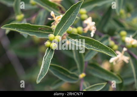 Close-up of green-leaved plant with small green berries - white-bordered leaves - round berries on stem - blurred background