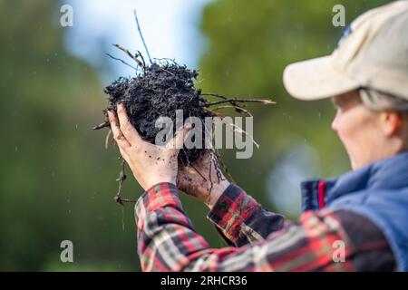 female farmer holding soil looking at soil carbon in the america Stock Photo