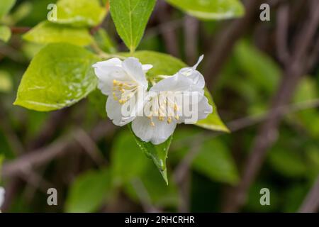 White flower with yellow stamens - five-petaled bloom - glossy green leaves - blurred twiggy background - natural light Stock Photo