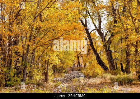 A beautiful forest with colorful autumn leaf color, in Grand Teton National Park, Wyoming, USA. Stock Photo