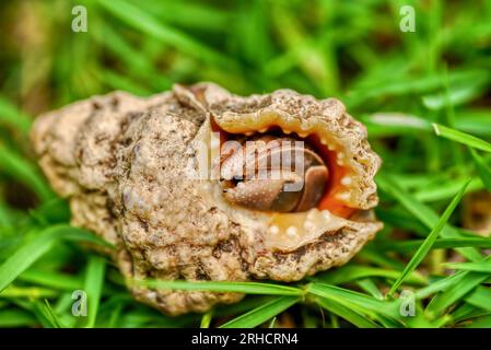 A live hermit crab (Latin Pagurus), found on a residential lawn near the sea in the Philippines, curled up inside an old discarded gastropod seashell. Stock Photo