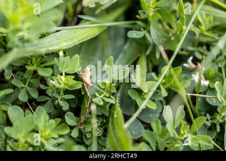 Close-up of brown grasshopper on green leaf - blurred background - low angle shot - clover and grass field Stock Photo