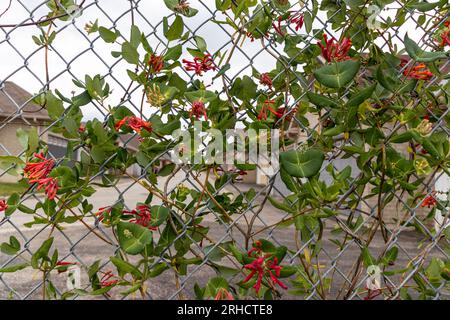 Flowering bush grows through rusted chain link fence - red and yellow flowers contrast with metal and brick - cloudy sky gloomy mood Stock Photo