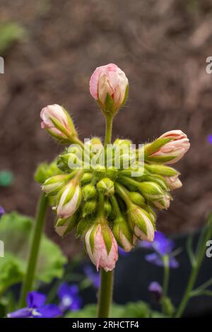 Close-up of pink and green flower bud - not yet bloomed - purple flowers and dark soil in background Stock Photo