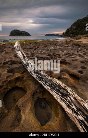 fallen tree log near lion island and pearl beach on nsw central coast Stock Photo