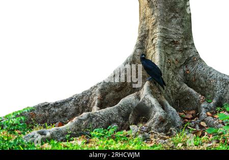 Isolated tree trunk on white background, big tree trunk and a crow. Stock Photo