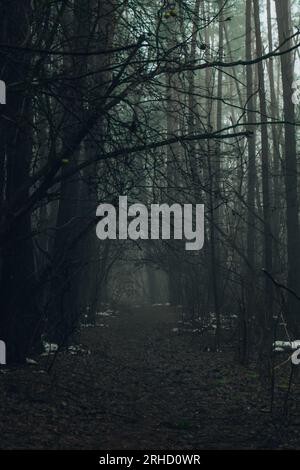 The road passing through scary mysterious forest with red light in fog ...