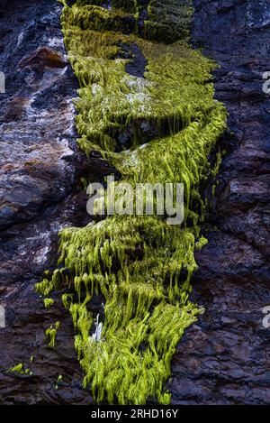 Green moss on the rock wall. Stock Photo