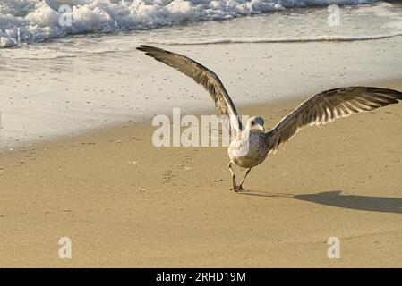 A seagull is ready to take off from the beach at Half Moon Bay. Stock Photo