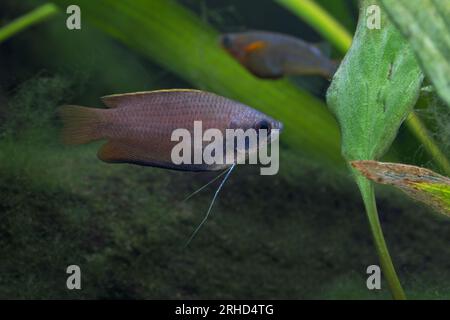 Honey Gourami [ Trichogaster chuna ] in home aquarium Stock Photo