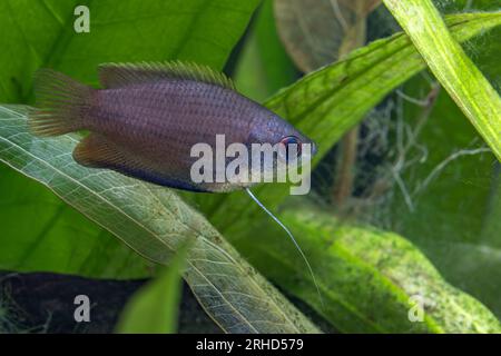 Honey Gourami [ Trichogaster chuna ] in home aquarium Stock Photo