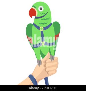 Green rose-ringed parakeet parrot in harness and leash on human hand Stock Vector