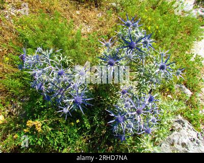 Blue amethyst eryngo (Eryngium amethystinum) flower Stock Photo