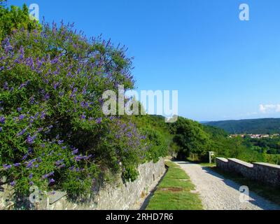 Walking trail next to a purple blooming chaste tree (Vitex agnus-castus) in Stanjel in Karst and Littoral region of Slovenia Stock Photo