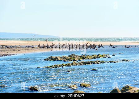 Serene scene as a flock of brown pelicans finds respite on the shallow waters along the ocean's edge in Malibu, California. Stock Photo
