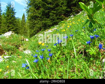 Group of blue spring gentian (Gentiana verna) flowers Stock Photo