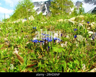 Blue spring gentian (Gentiana verna) flowers Stock Photo