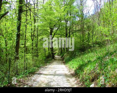 Gravel road leading through a broadleaf, deciuouds, temperate forest in bright green spring colours Stock Photo