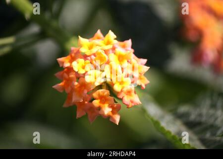 Yellow and peach colored Common lantana (Lantana camara) : (pix Sanjiv Shukla) Stock Photo