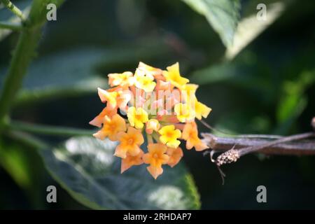 Yellow and peach colored Common lantana (Lantana camara) : (pix Sanjiv Shukla) Stock Photo