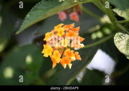 Yellow and peach colored Common lantana (Lantana camara) : (pix Sanjiv Shukla) Stock Photo