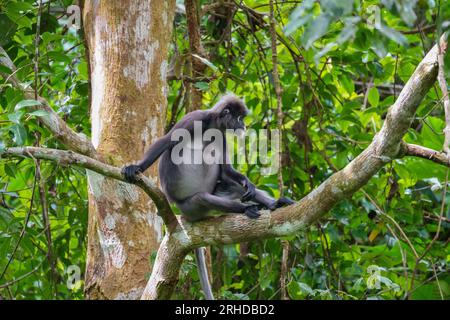 Dusky leaf monkey or spectacled langur (Trachypithecus obscurus