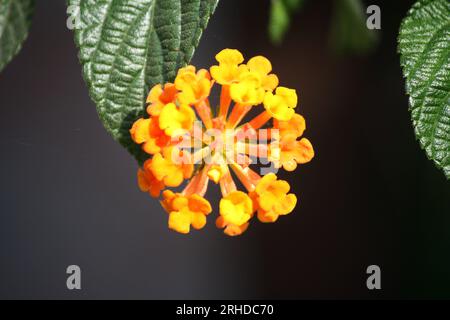 Yellow colored Common lantana (Lantana camara) : (pix Sanjiv Shukla) Stock Photo