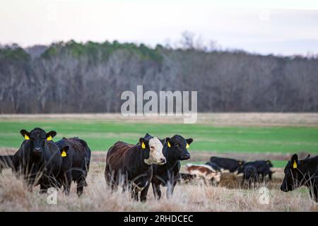 Angus and Angus crossbred cattle in a winter pasture in Alabama during calving and breeding season. Stock Photo