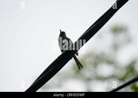 A wet Oriental Magpie-Robin (Copsychus saularis) on the electricity wire. Silhoutte of black and white bird standing on the cable Stock Photo