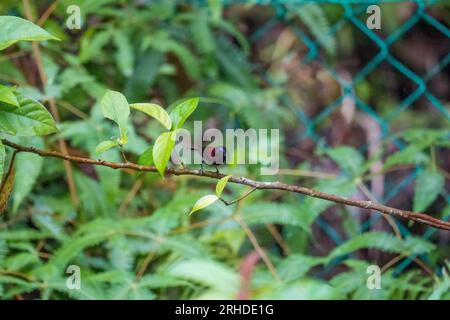 Black-throated sunbird (Aethopyga saturata), beautiful red and purple with velvet head feathers perching on tree branch sipping nectar over fine blur Stock Photo