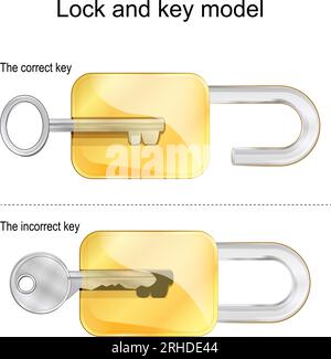 lock and key model of enzyme, Biological model of lock and key ...
