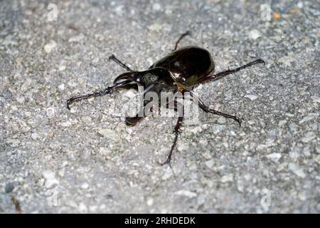 Caucasus beetle (Chalcosoma chiron) on the ground. Or Rhinoceros beetle, Rhino beetle, Hercules beetle, Unicorn beetle, Horn beetle. Giant insect bug Stock Photo