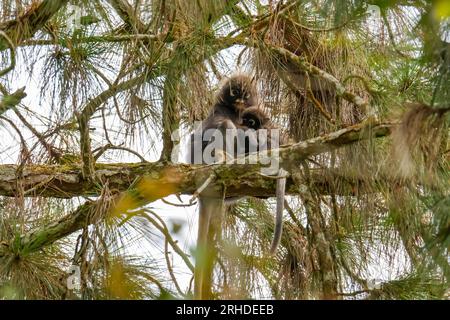 Family of Dusky leaf monkey or spectacled langur (Trachypithecus obscurus)  with baby monkey sitting on the tree in the tropical rainforest. Fraser's H  Stock Photo - Alamy