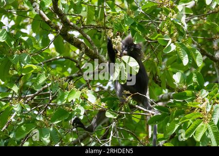 Dusky leaf monkey or spectacled langur (Trachypithecus obscurus) eating leaves and flower on the tree in the tropical rainforest. Fraser's Hill, Malay Stock Photo