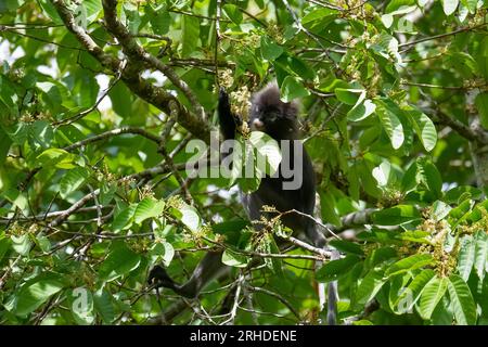 Dusky leaf monkey or spectacled langur (Trachypithecus obscurus) eating leaves and flower on the tree in the tropical rainforest. Fraser's Hill, Malay Stock Photo