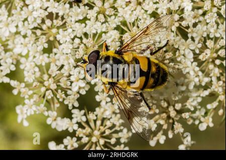 Eristale des fleurs sur une ombellifère, Myathropa florea Stock Photo