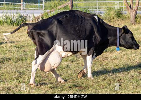 pregnant cow with bulging udder Stock Photo