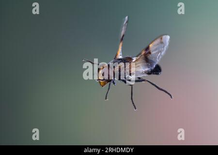 Waldschwebfliege, Gemeine Waldschwebfliege, Wald-Schwebfliege, Gemeine Hummel-Schwebfliege, Weißbindige Hummelschwebfliege, Weißgebänderte Schwebflieg Stock Photo