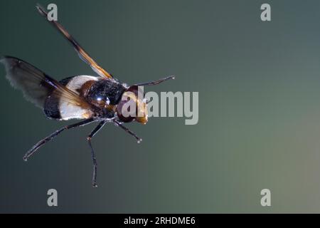 Waldschwebfliege, Gemeine Waldschwebfliege, Wald-Schwebfliege, Gemeine Hummel-Schwebfliege, Weißbindige Hummelschwebfliege, Weißgebänderte Schwebflieg Stock Photo