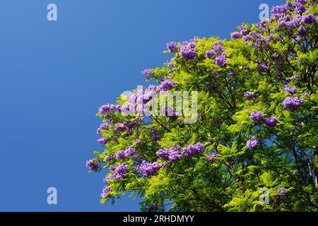 Jacaranda tree blooming season in Adelaide, South Australia Stock Photo