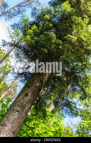 European silver fir (Abies alba) tree in the forest of Soproni-hegyseg, Sopron, Hungary Stock Photo