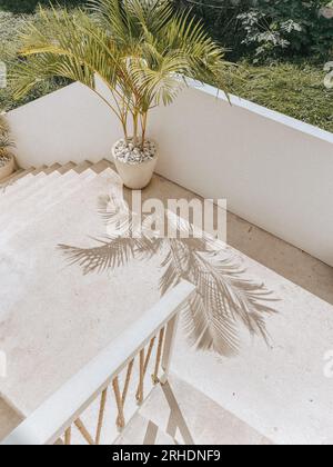 A potted palm tree casts a shadow on the stairs on a sunny day Stock Photo