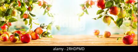 Fresh Red and green Apples on wooden table and  on tree branches. Autumn and Harvest Concept. Apple garden. Stock Photo