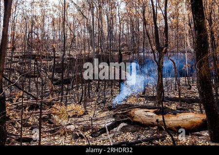 Smoking log in Australian bushland in the aftermath of a bushfire in Putty area of NSW Australia Stock Photo