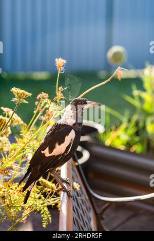 Young Australian magpie bird perched on seat in suburban backyard Stock Photo